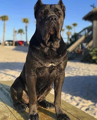 POSEIDON