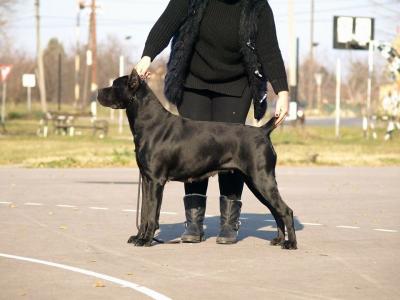 VERY IRRESISTABLE CORSO IMPERIUM