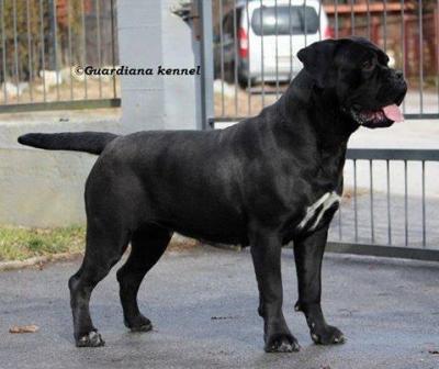 PEPPERMINT GUARDIANA