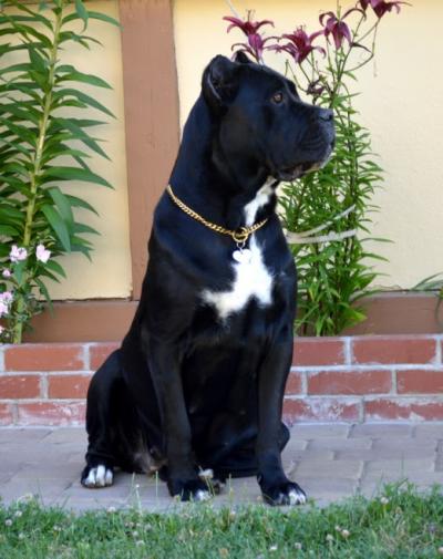 DIVA II