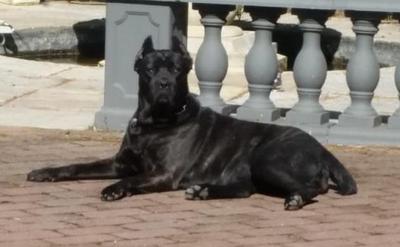 FIONA