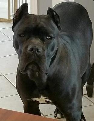 BIGSTATE NT'S BLACK JOZZIE