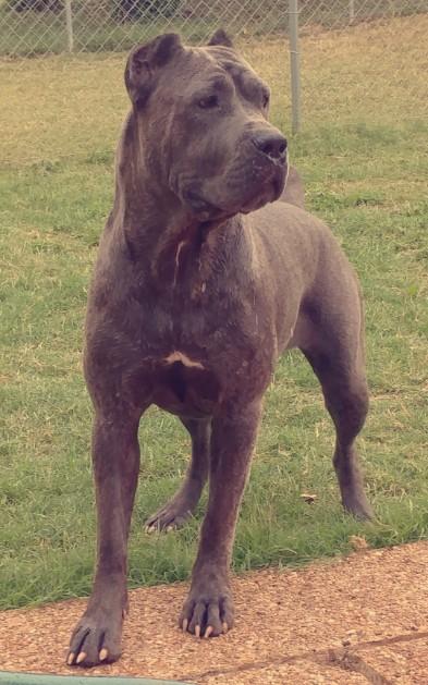 ROUGH HOUSE'S LUNA