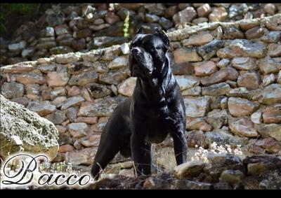 BACCO DEI VITTURI