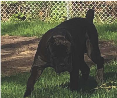 RUFF HOUSE'S DEBO