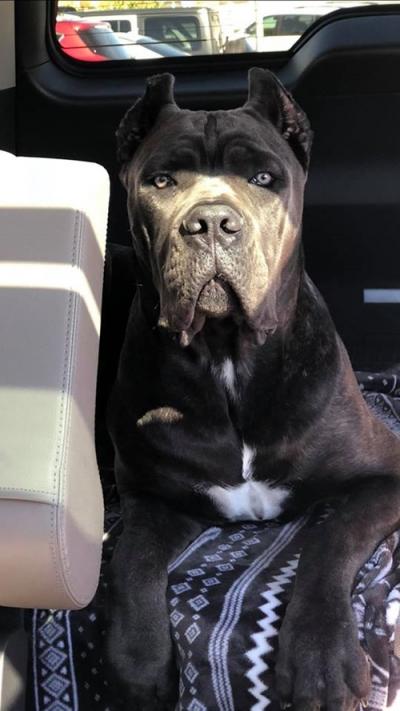 BLACK PEARL ENZO JAI