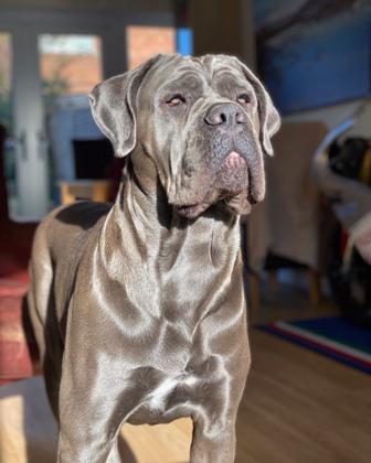 BARBARA BLUECANECORSO