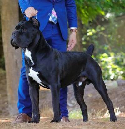 BIGSTATE NT'S TYCOON