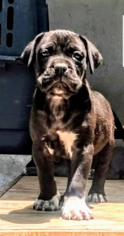 THOR (CAMACHO)