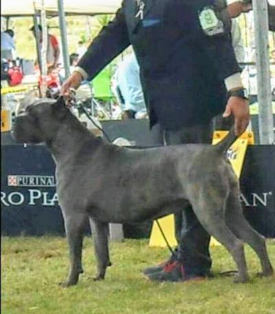 SHASA (CAMACHO)