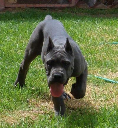 GRONDA (CAMACHO)