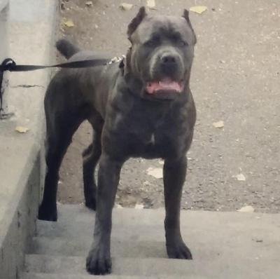 MAXIMO'S GUERRERO'S GOTTI
