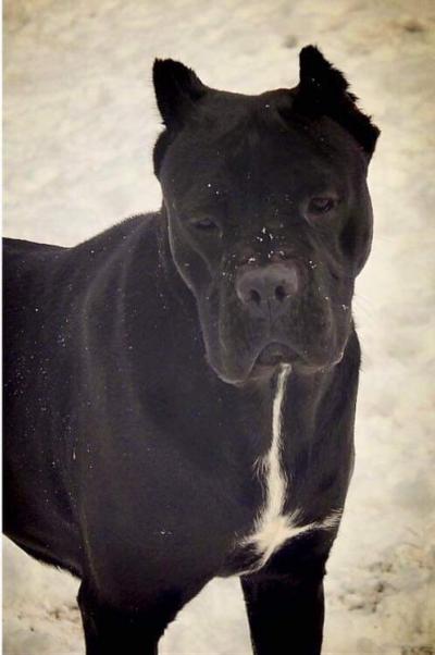GEMMA PIA FIDELIS