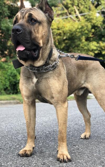 BRUTUS SHACKLEFORD