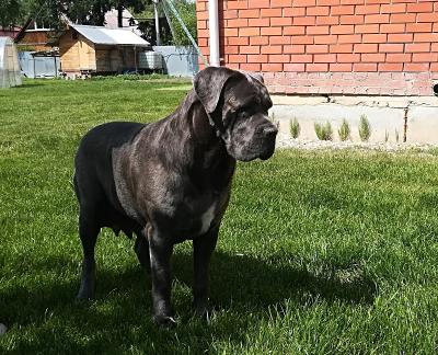 GRAND FAVOURITE PRIMA BEAUTY UNITA