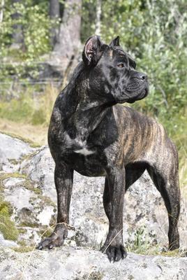 YULIA'S DOGS AMELIE
