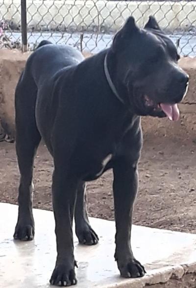IMPERIUS CANE INVERNO NKM