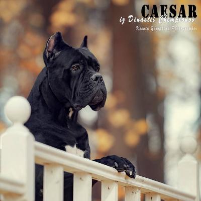 CAESAR IZ DINASTII CHEMPIONOV