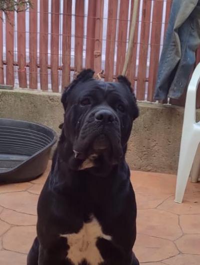 KHAI DROGO STORMBORN