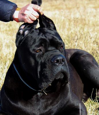 CANIS EX ANIMO ATTICUS