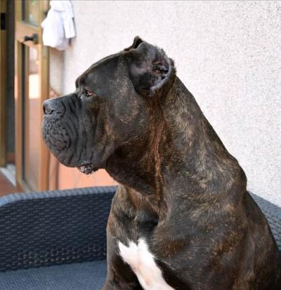 FLASHBACK DELL'ANTICA SIKANIA KENNEL