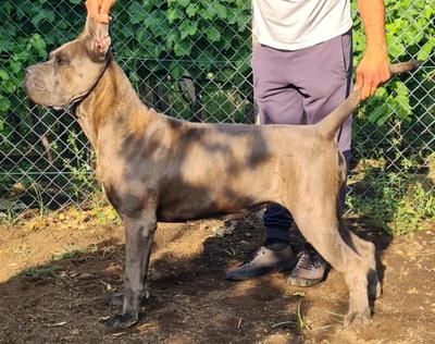 FEDRA DELL'ANTICA SIKANIA KENNEL