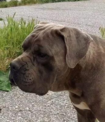 FERMENTO DELL'ANTICA SIKANIA KENNEL