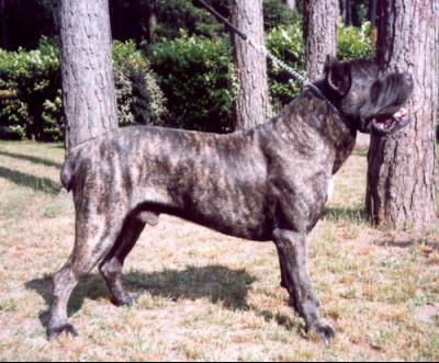 BIRILLO