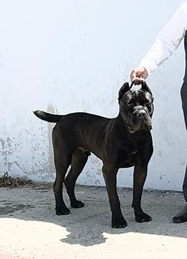 CASTELLANO'S GORILLA BLACK