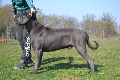 OREV D'URKYA JACKMAN