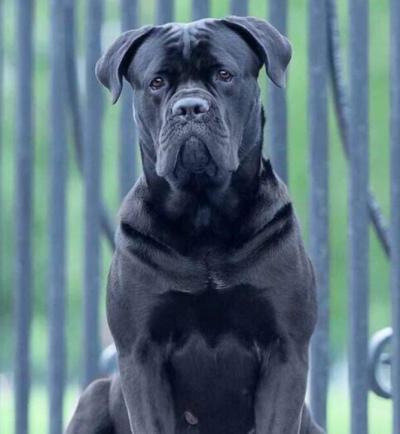 CANE MYGLORY RAFAELLA