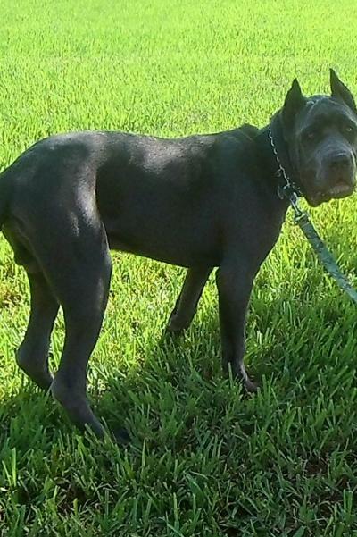 ROUGH HOUSE'S ZEUS