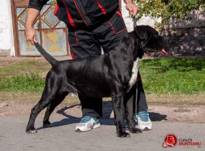 SHEITAN CORSO DI MUNTEANU