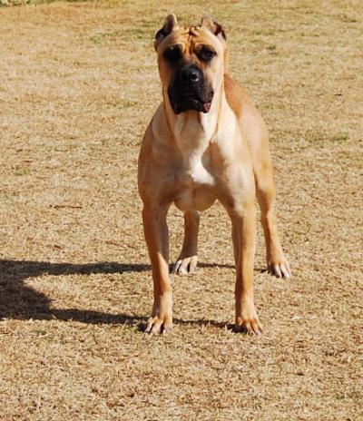 VAROOKA DEL CANE CLUB