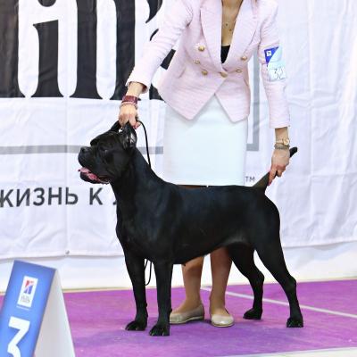 CANE CAVALCADO LUXURY