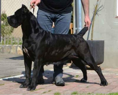 NIGHTSHADE CUSTODI NOS