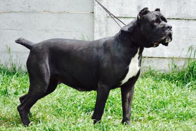 AMELIE POROLISSUM CANE CORSO