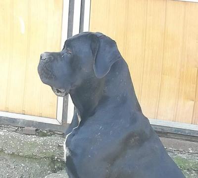 ANJA