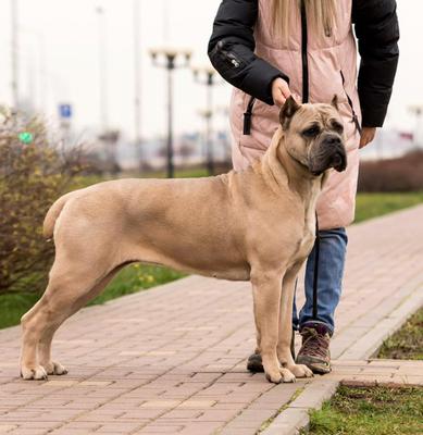 CANE MYGLORY ULTRA