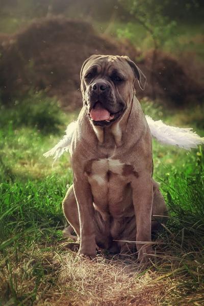 ANGEL CORSO AMARULLA FOR CANE MYGLORY