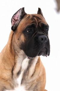 CANE MYGLORY PARIS
