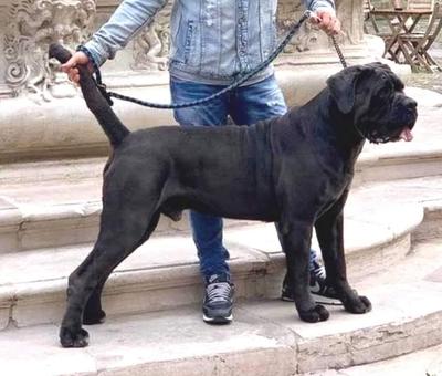 ERCOLE