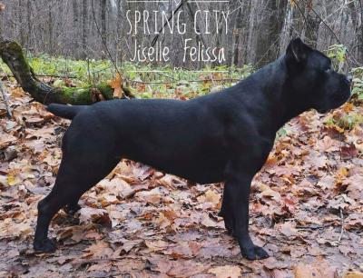 SPRING CITY JISELLE FELISSA