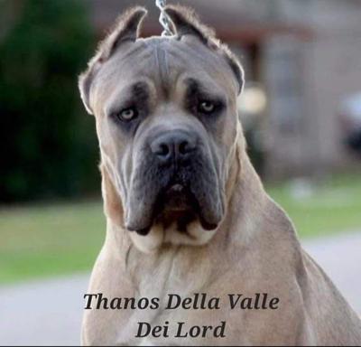 THANOS DELLA VALLE DEI LORD