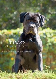 TIMO DI CAVE CANE PORTILHO