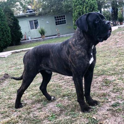 THOR (RODRÍGUEZ)