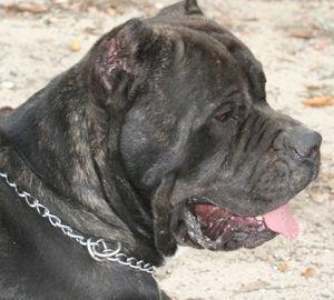 GATOR COUNTRY HARLEY