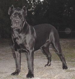 BEL MONTE LAYLA