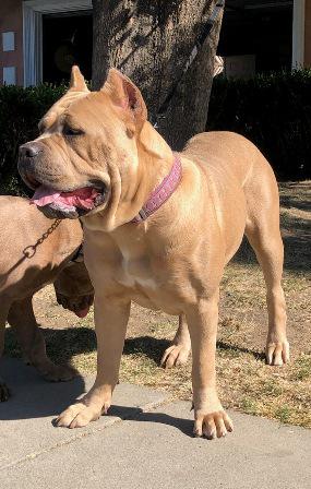 ATHENA DE VALENCIA