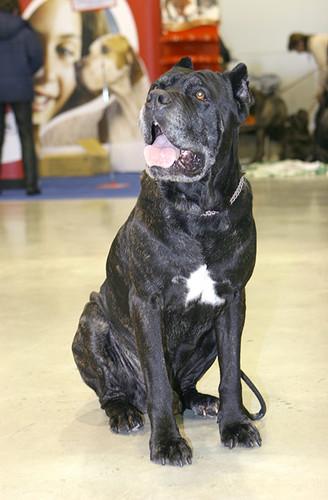 AJAX